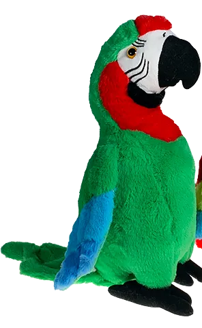 Preston the Parrot photo 2